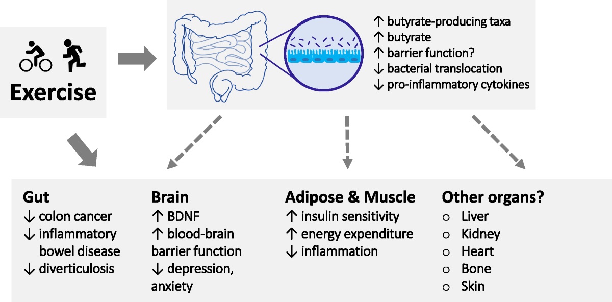 ESSRonline's tweet photo. Exercise independently alters the composition and functional capacity of the gut microbiota, with potential implications for human health and disease.

Today's #tbt article (2019) also features journal club discussion questions: https://t.co/uyWmsNJFKZ https://t.co/lkVdK0og71