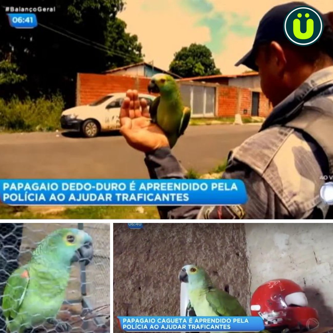 UberFacts's tweet photo. In 2019, Brazilian police seized a parrot that had been trained to warn drug dealers of police raids by shouting, "Mamãe, polícia!" (meaning "Mama, police!")

The parrot refused to cooperate with them https://t.co/mwoVjCcDQU