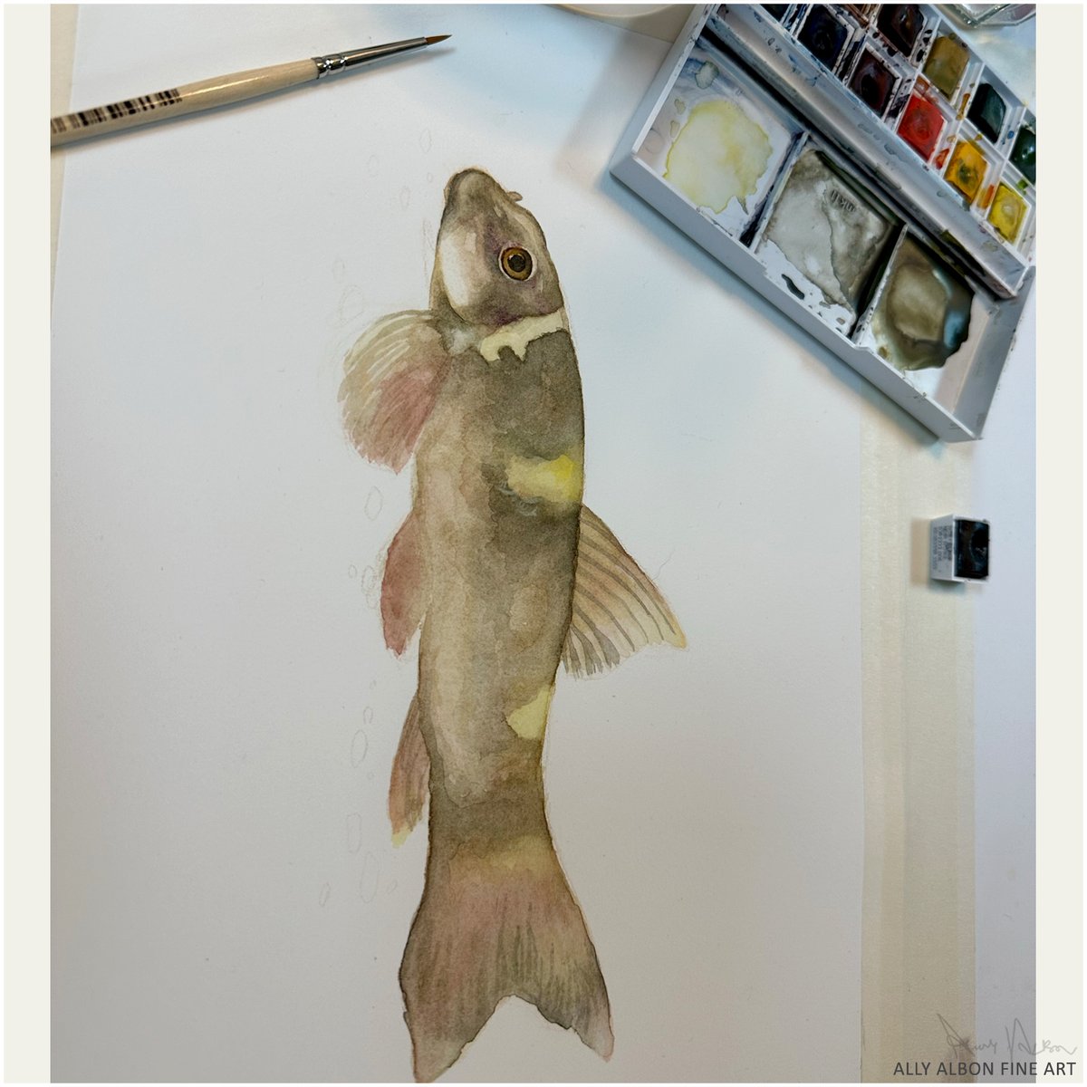 AllyAlbon's tweet photo. I've been umming and aaing over posting watercolour pieces here or on a separate account - but as I am probably going to do a coloured pencil pass on this dude, here seems logical!
#coloredpencil #watercolorfish #Doctorfish #stonelapper #garraflavatra https://t.co/b6HGPizcj0