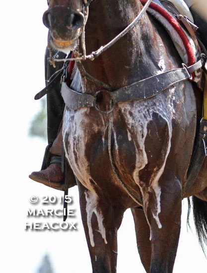 Whenever a book described horses running hard as "foaming" I thought they meant like… at the mouth, like frothy spit from breathing hard, I didn't know that horses actually sweat foam. 