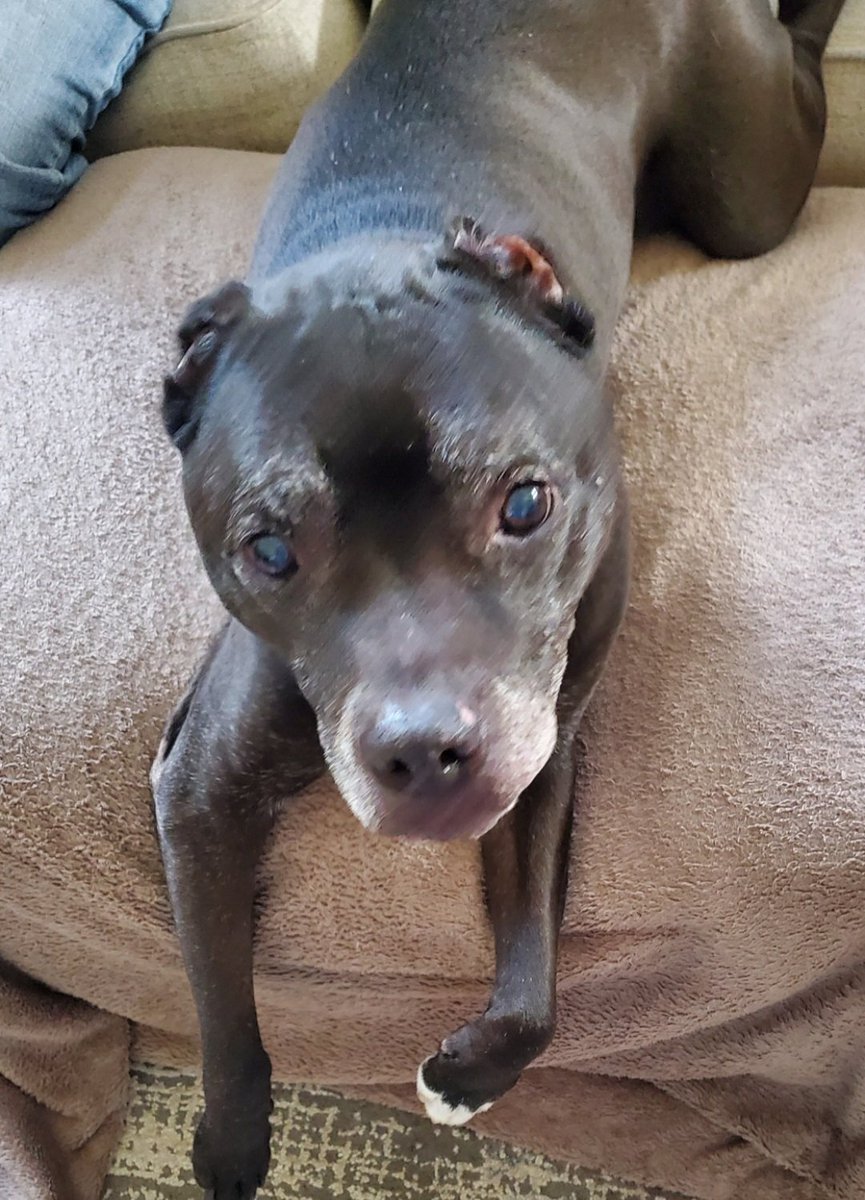 thejoyfulpit's tweet photo. Hoping to get some #PawsIn. My test results: arthritis (as suspected) and a mass in my spleen (not expected). Mom's had a few convos w/my vet over the last 2 days to establish the most compassionate course of action. 🙏 #dogsoftwitter
@TuckerDude1 @syd_akaYog @parsleysmum https://t.co/NWKXlSS32K