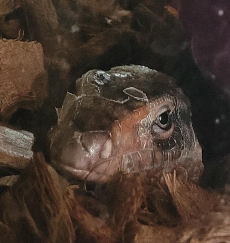 Dzz_Reptarium's tweet photo. Wade the Red Argentine Tegu is in full shed waking up from his brumation.
#RespectNotFear #Tegu #Reptiles #RedTegu https://t.co/gppfs2HcQ9
