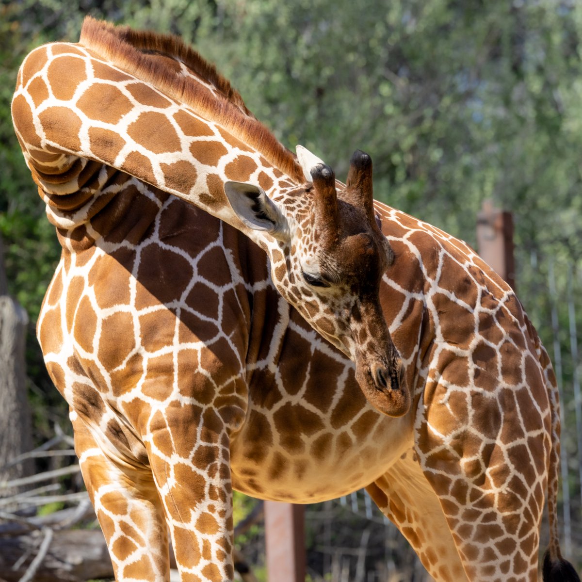 NCZoo's tweet photo. Excited to announce that we’re expecting a giraffe calf! The parents are Jack &amp; Leia. As giraffes are herd animals, we anticipate they'll stick together &amp; follow Leia, who may be in the barn. The Giraffe Deck may be affected. We appreciate your patience! Follow us for updates! 🦒 https://t.co/LUsSH1YDy1