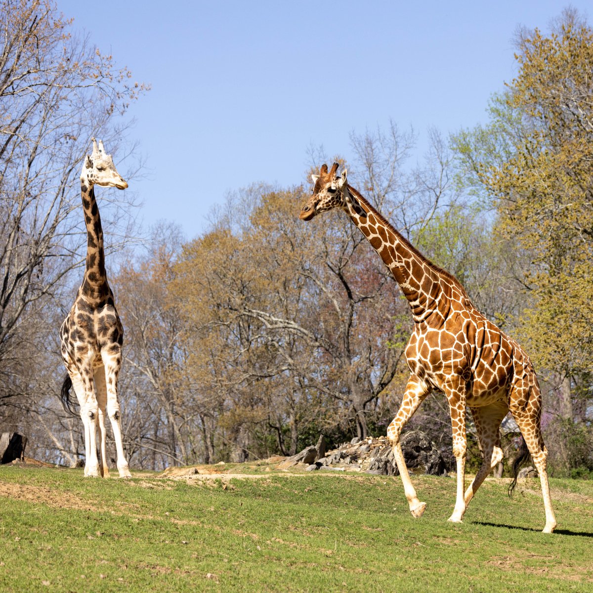 NCZoo's tweet photo. Excited to announce that we’re expecting a giraffe calf! The parents are Jack &amp; Leia. As giraffes are herd animals, we anticipate they'll stick together &amp; follow Leia, who may be in the barn. The Giraffe Deck may be affected. We appreciate your patience! Follow us for updates! 🦒 https://t.co/LUsSH1YDy1