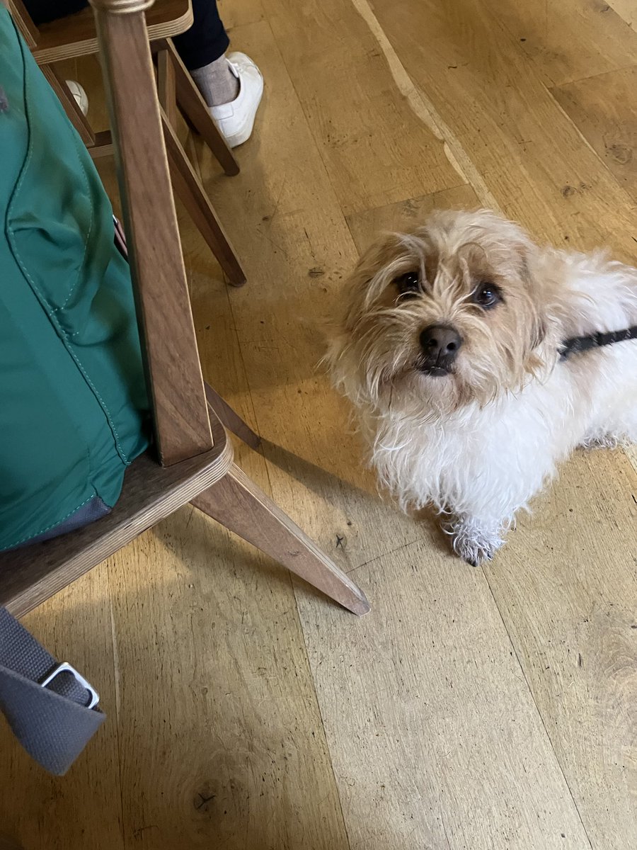 jocasta73's tweet photo. This is not my dog however he ate some croissant with me in a cafe this morning after I befriended him as I often do with dogs that are not my own. Not sure if other people befriend random dogs or just me! He was pretty cute! #cafedogs https://t.co/oH1FnVHhi1