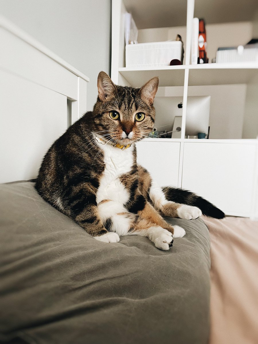 Ens says goodnight to everyone, sitting defiantly on my pillow 🙈😂