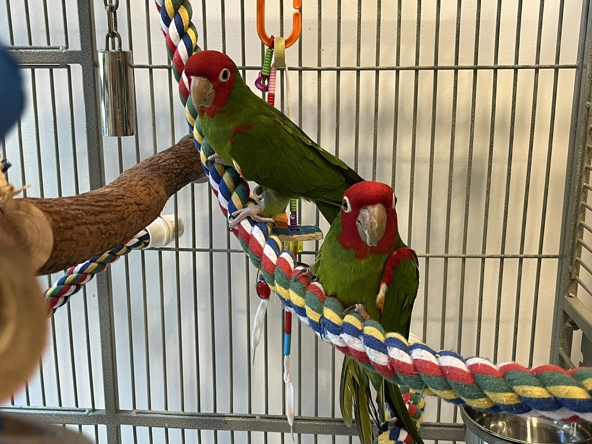 rdhernand's tweet photo. Hey! Flock over to vote for #SFParrots as the official animal of San Francisco!! Vote for my buddies Mooshi and Julian! These are amazing creatures!  https://t.co/bz0MrmKRBV https://t.co/D5AiM9zgUA