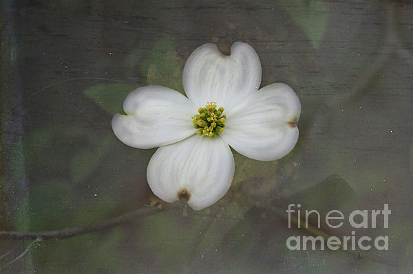 New artwork for sale! - 'Solitary Dogwood Bloom' - amy-dundon.pixels.com/featured/solit… @fineartamerica