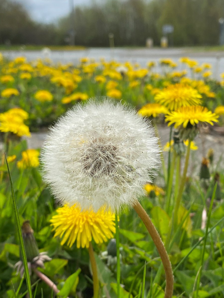 _JoelAshton's tweet photo. Do you want to see more of this along your #verges? I certainly do. Before the 1000s of mowers start decimating our green spaces, tag your council and help #wildlife this #spring. 

Actually, forget #nomowmay, what about a #NoMowSummer? I’ll start with @RochfordDC @essexhighways https://t.co/ysQL1ncdDi