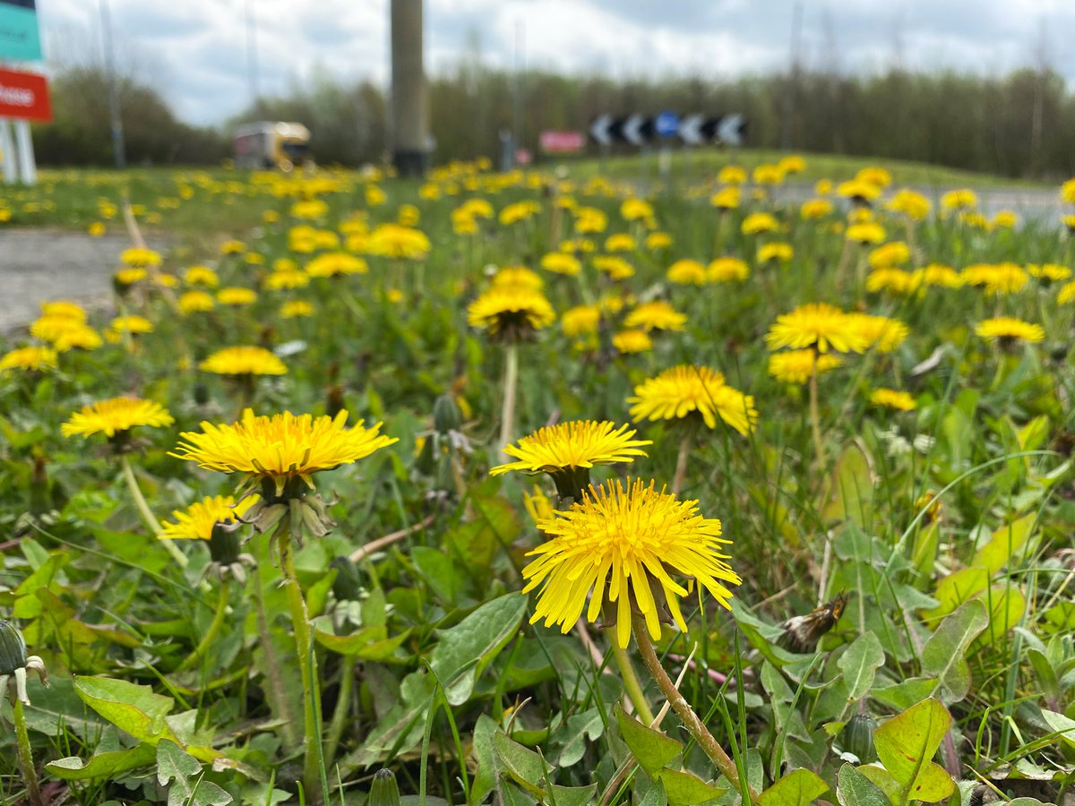 _JoelAshton's tweet photo. Do you want to see more of this along your #verges? I certainly do. Before the 1000s of mowers start decimating our green spaces, tag your council and help #wildlife this #spring. 

Actually, forget #nomowmay, what about a #NoMowSummer? I’ll start with @RochfordDC @essexhighways https://t.co/ysQL1ncdDi
