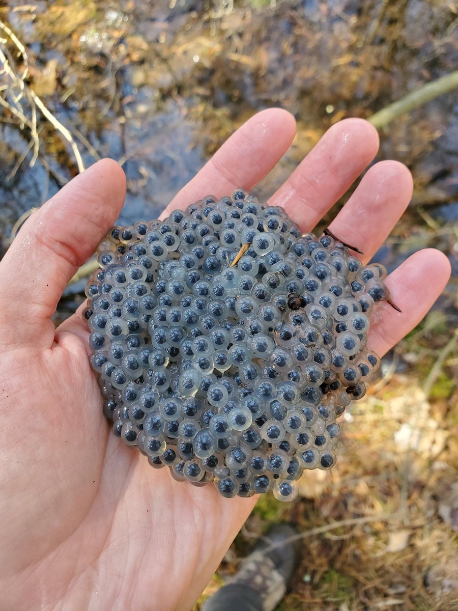 Let's Talk Amphibians on Twitter "Any herpetologists wanna help me