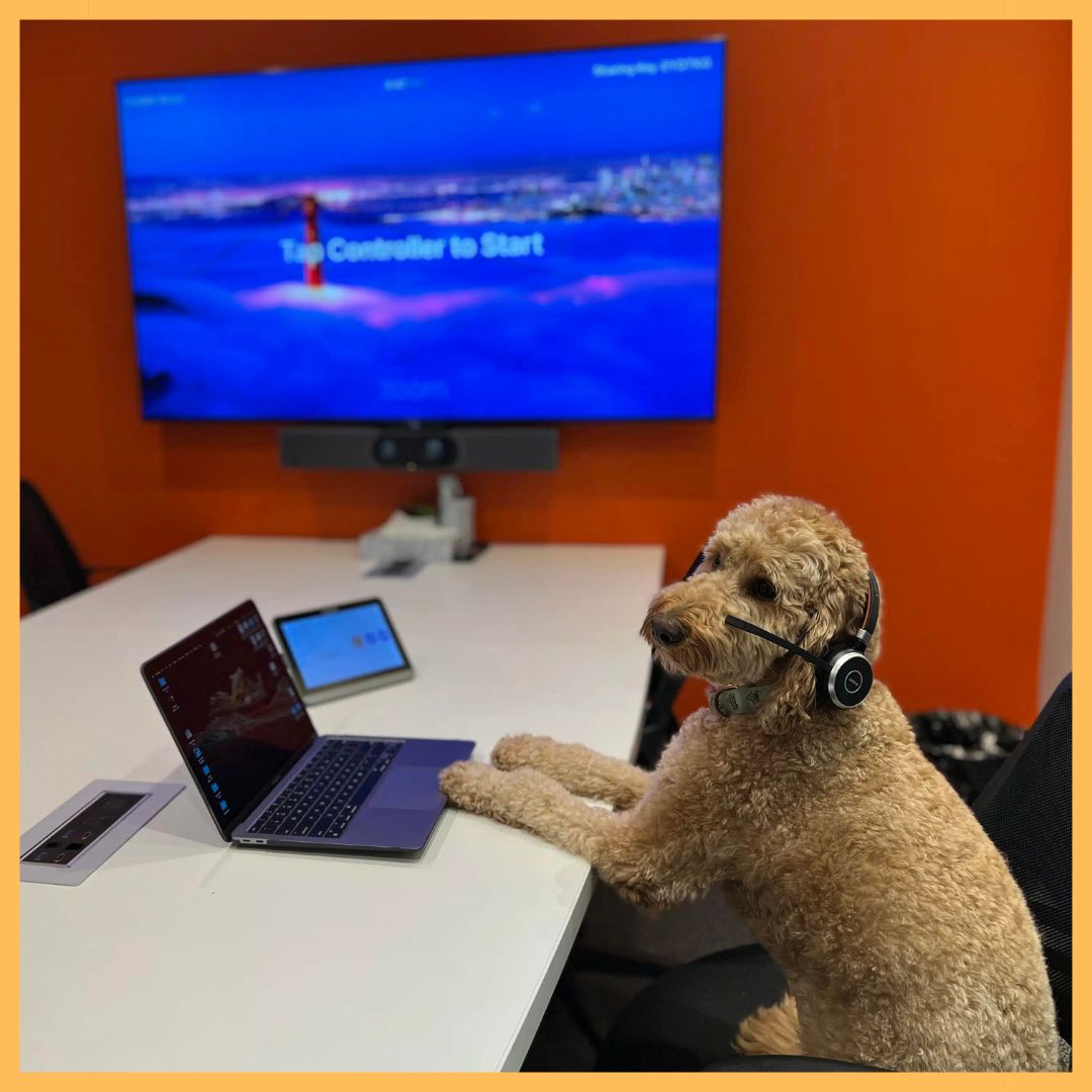 logicav's tweet image. Our team integrates conference room technology so seamlessly, even Charlie (our VP of Treats) can have his own meetings!
#logicav #av #conferenceroomtech #officedog