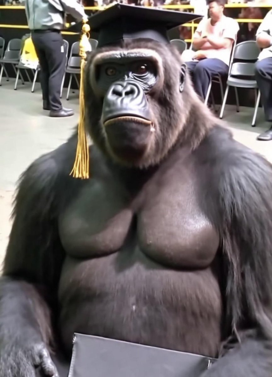 nocontextmemes's tweet image. Gorilla let loose on a High School Graduation.