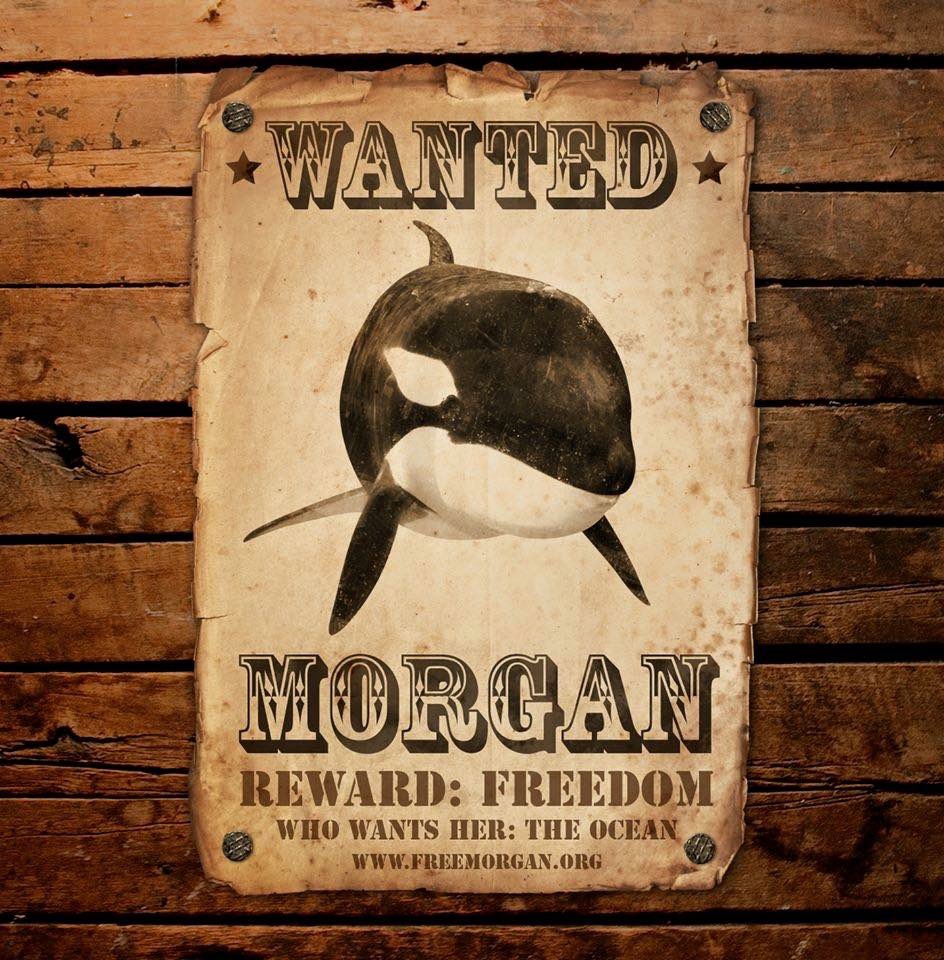 After the good news about #Tokitae #Lolita today can we ask @LoroParque to do the same for #Blackfish #Morgan. She also wants to go home.