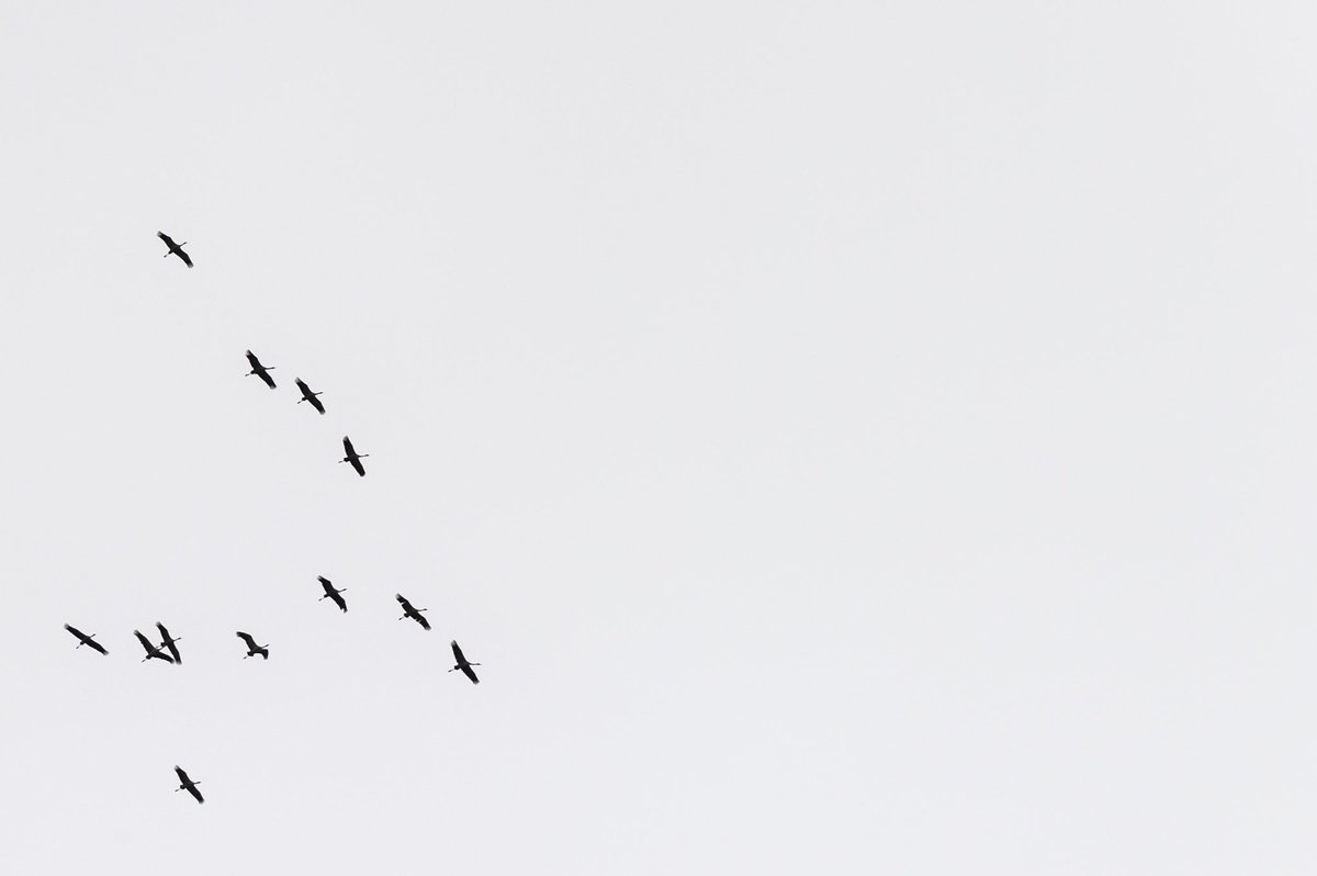 Flock of birds #bnw #blackandwhitephotography #minimalism #birds #sky #SonyAlpha #sonya7riii #photo