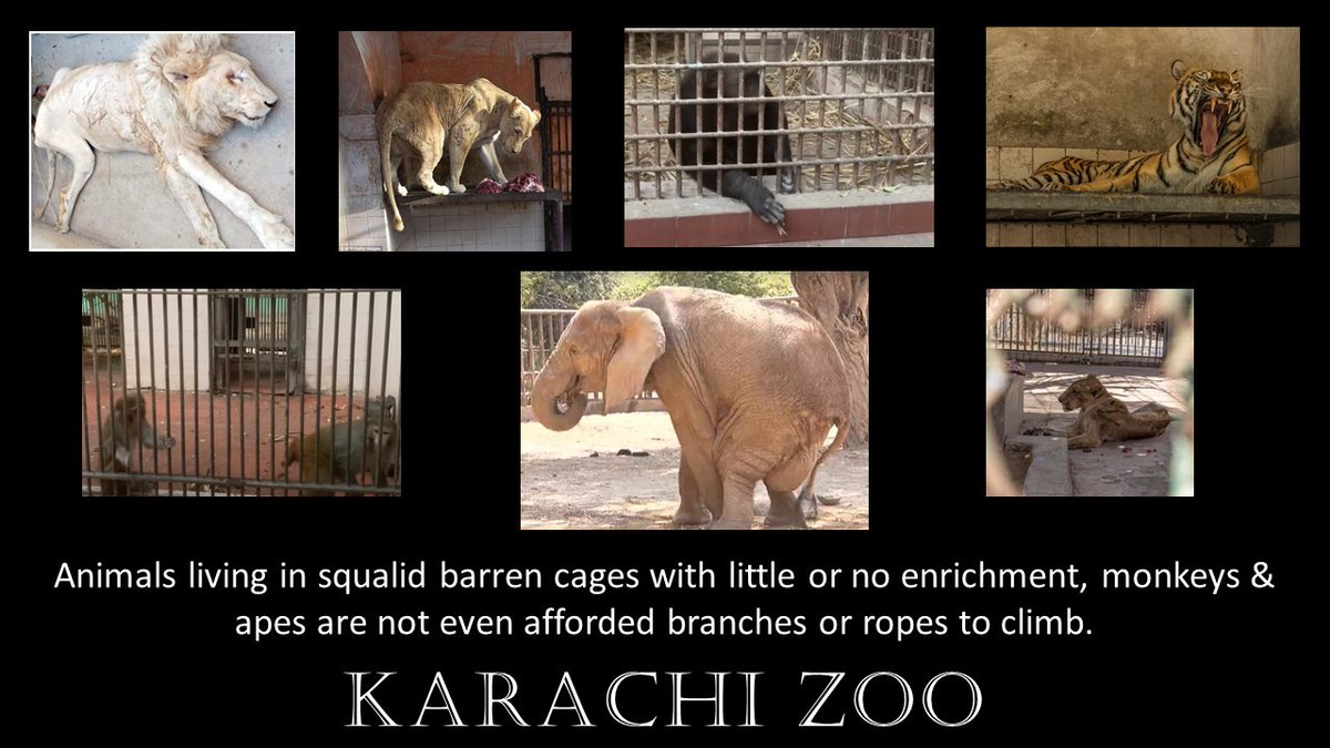 #KarachiZoo has been beset by allegations of cruelty, neglect, corruption and animals starving for years. How many animals need to suffer or die before the issues are properly addressed? @kMCPakistan @SyedNasirHShah #AgonyofNoorJehan