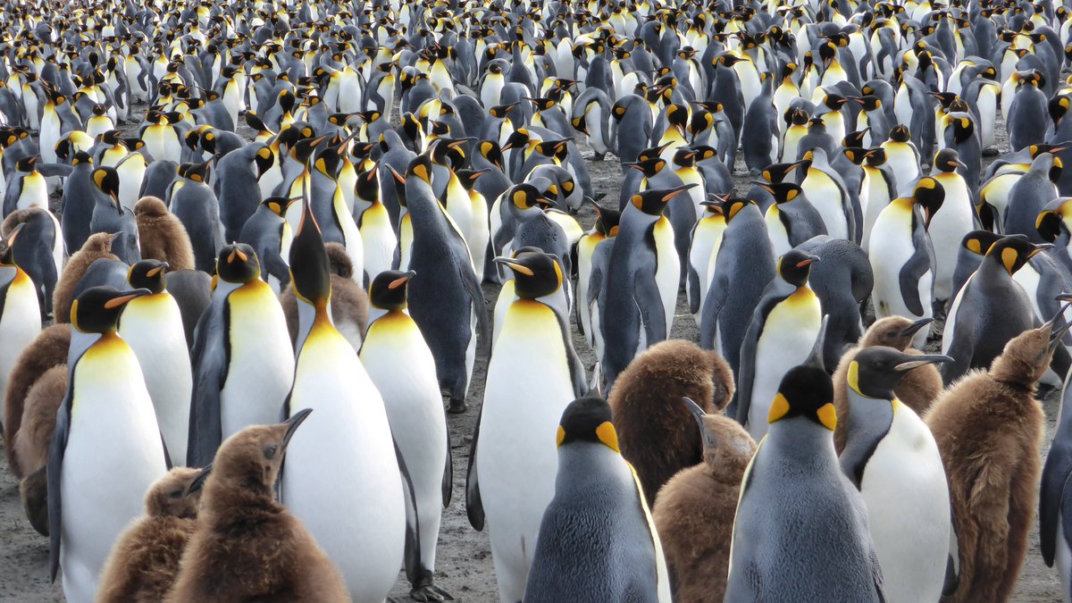 11th International Penguin Congress (@ipc_penguins) on Twitter photo The deadline to submit abstracts for the 11th International Penguin Congress #IPC11 has been extended to April 15th 🐧✨!
The registration platform is available at profile.4id.science/penguin/regist…
We hope to see you in Viña del Mar, Chile!
©️ <a href="/eliepoulin/">Elie Poulin</a> The deadline to submit abstracts for the 11th International Penguin Congress #IPC11 has been extended to April 15th 🐧✨!
The registration platform is available at profile.4id.science/penguin/regist…
We hope to see you in Viña del Mar, Chile!
©️ <a href="/eliepoulin/">Elie Poulin</a>
