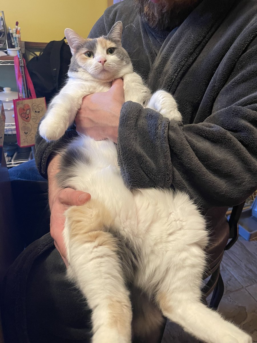 MMRoberts76's tweet photo. Thank god for cats. #bigcats #CatsOfTwitter https://t.co/bV7l1RwSWV