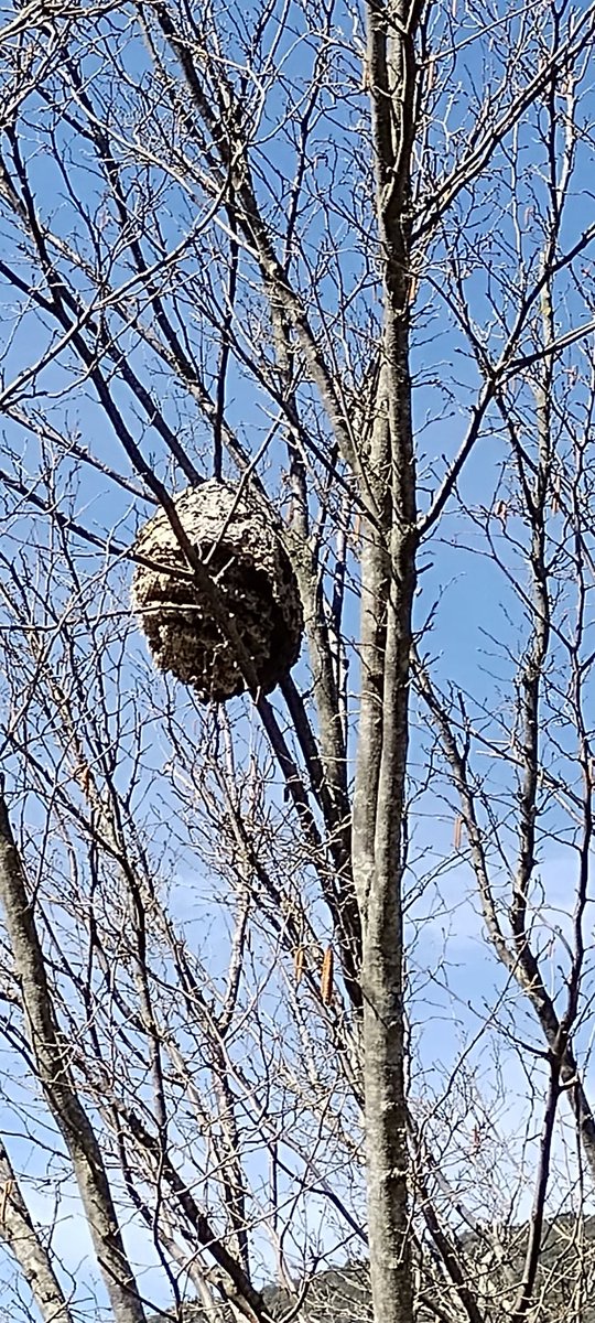 Asian hornet V.velutina, secondary nest of 2022, Cevennes, dismantled, 5 tiers, ca.2500 cells.  #asianhornet,@britishbee,@HornetWatch, #bees