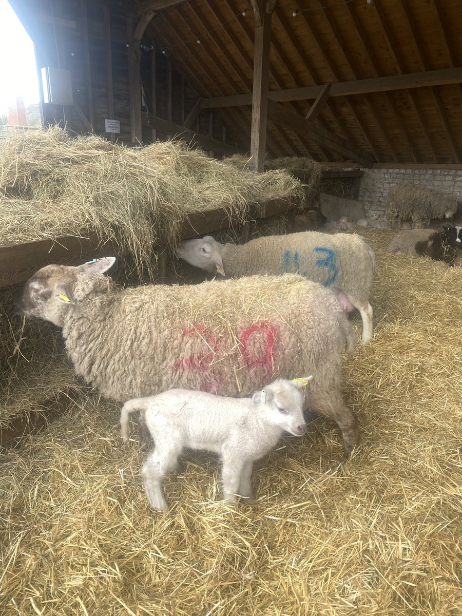 Food Gatherer (@foodgatherer) on Twitter photo We’re back! Forty Hall Farmers’ Market on Easter Sunday <a href="/fortyhallfarm/">Forty Hall Farm</a> Buy direct from local producers, enjoy great food & drink, explore the working farm complete with new born lambs & vineyard <a href="/fhvlondon/">Forty Hall Vineyard</a> too 💚<a href="/capelmanor/">Capel Manor College</a> <a href="/EnfieldVegCo/">Enfield Veg Co.</a> <a href="/EnfieldCouncil/">Enfield Council</a> We’re back! Forty Hall Farmers’ Market on Easter Sunday <a href="/fortyhallfarm/">Forty Hall Farm</a> Buy direct from local producers, enjoy great food & drink, explore the working farm complete with new born lambs & vineyard <a href="/fhvlondon/">Forty Hall Vineyard</a> too 💚<a href="/capelmanor/">Capel Manor College</a> <a href="/EnfieldVegCo/">Enfield Veg Co.</a> <a href="/EnfieldCouncil/">Enfield Council</a>