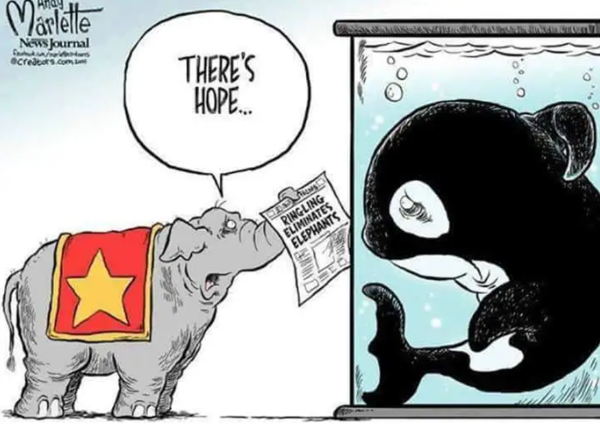 peta's tweet photo. #MiamiSeaquarium’s announcement to retire Lolita to a seaside sanctuary is the greatest news since Ringling stopped using animals.
 
Hope is being realized today 🥹💙 https://t.co/zegfhCX5lf
