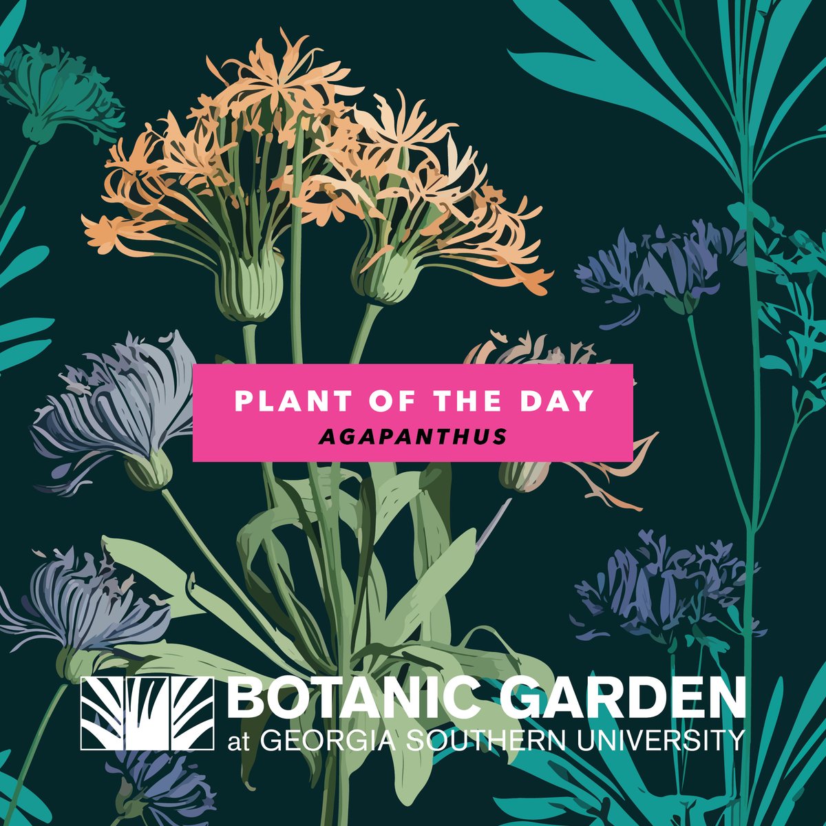 BotanicGSU's tweet photo. Plant of the Day - Agapanthus- https://t.co/ReAsyF4xHF https://t.co/tAFjTrtVlJ