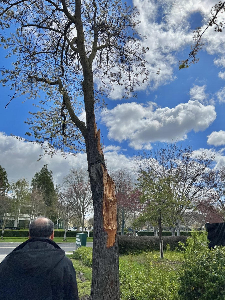 54stormywill54's tweet photo. Enjoying the much more pleasant weather in Pleasanton, CA during my lunch break. Some tree damage spotted as well from the recent storm. (3-30-2023) #CAwx #springtime #sunnyWeather #sunnyCalifornia #BayArea #EastBay #LunchBreak #stormDamage #freshAir #gettingSomeFreshAir https://t.co/oB18aoJVVV