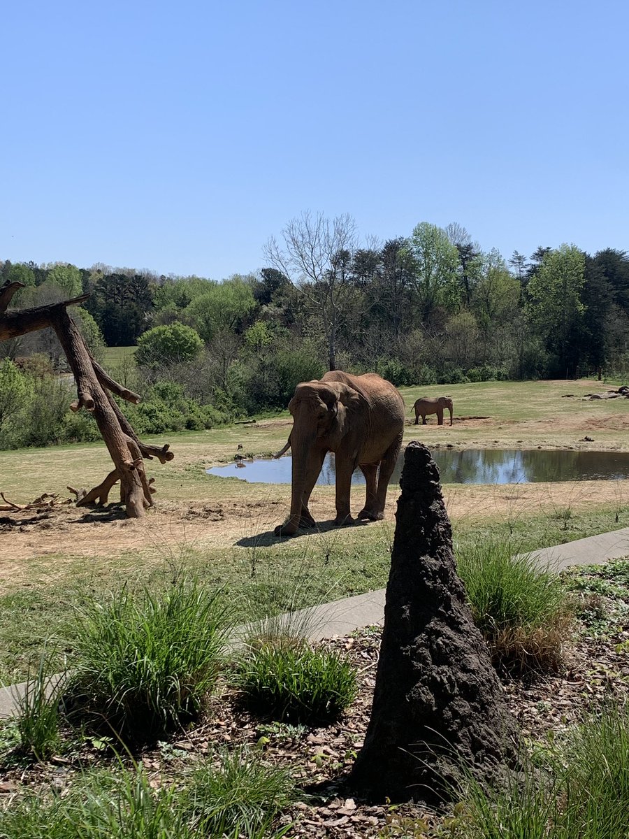 We had SO much fun at the NC Zoo today! 🐅🐘🦩💙 @MissHusseyAFES