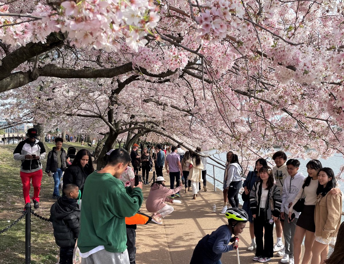NationalMallNPS's tweet photo. Take pictures, not cherry blossoms! Please don't pick them off the trees, break branches, or climb the tree trunks. It's best to leave them looking great for the next visitors &amp; keep them healthy for the next generation. Thanks! #CherryBlossom #WashingtonDC🌸 https://t.co/y704kCtjng