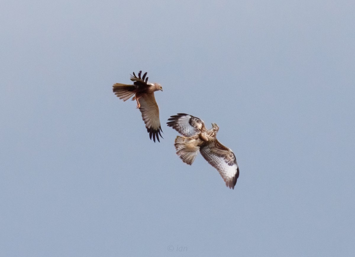 buzzard and marsh harrier disagreement at RSPB old moor today <a href="/RSPB_OldMoor/">RSPB_OldMoor</a> #wildlife #nature #wildlifephotography #naturephotography #birds #photography #animals #bird #naturelovers #wild #animal  #photooftheday #birdphotography #perfection #sony #birdwatching <a href="/Barnsleybsg/">Barnsley Birders</a>
