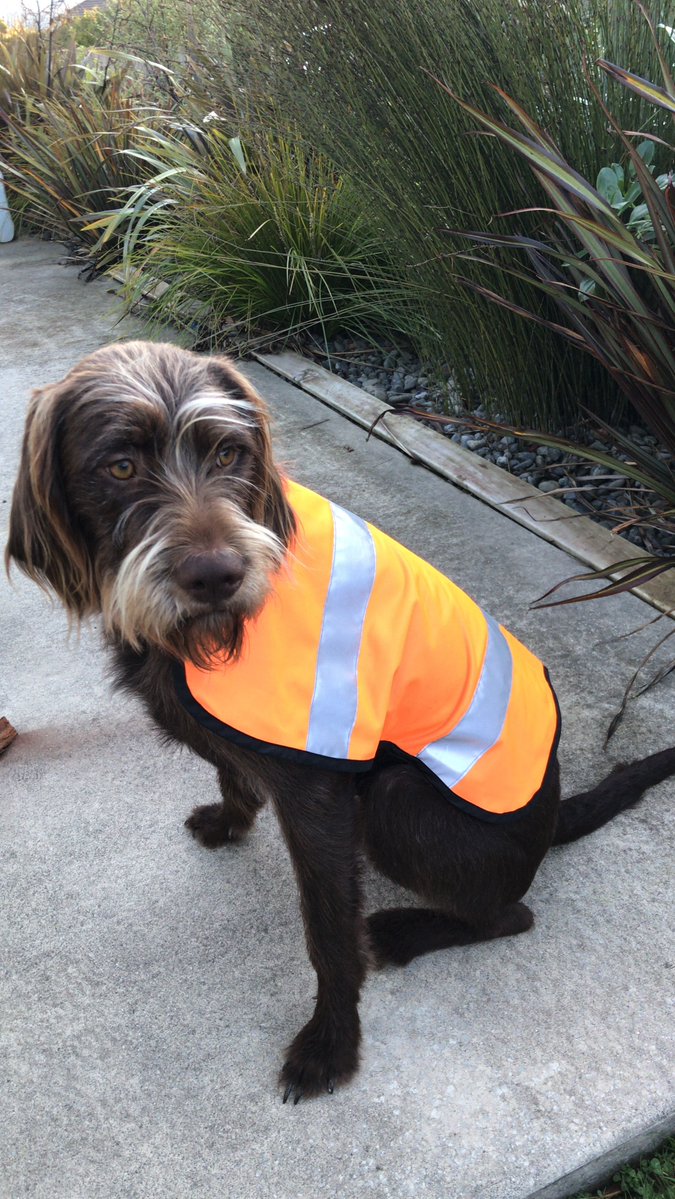 greaterwgtn's tweet photo. Meet the newest unofficial member of our Biosecurity team Lyka πΆ #FridayFloof
Lyka works hard protecting our region from harmful plants and animals. When she isn't protecting your regional parks and Key Native Ecosystems she joins her dad while he's working on pest control.
Learn more about how weβre helping to protect our region from harmful plants and animals below π
https://t.co/5KZ0h1N1Cg