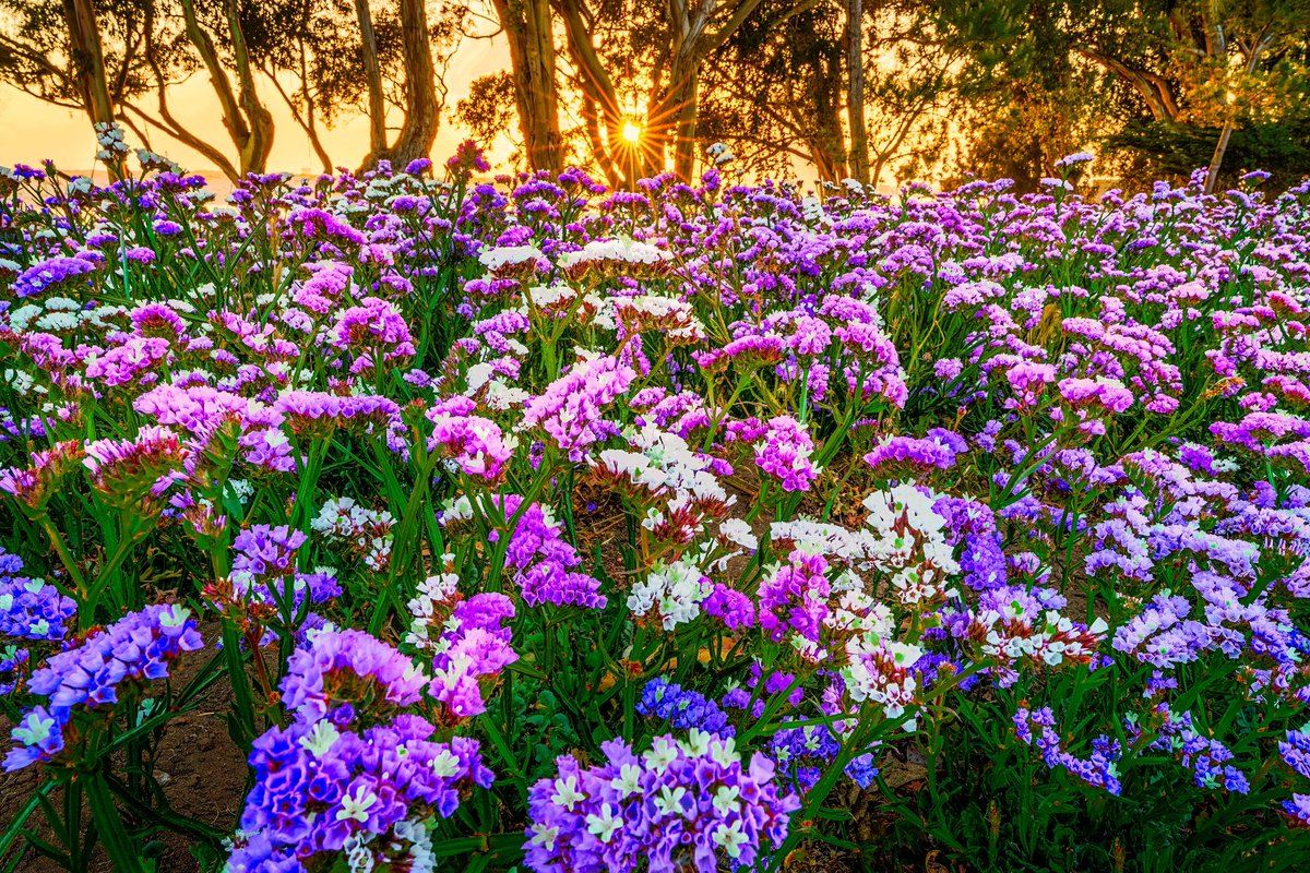 shrkshtr's tweet image. Sea Lavenders at sunset, Morro Bay, California.

#sonyartisan #sonyalpha #ReallyRightStuff #singhrayfilters #wildflowers #springtime
