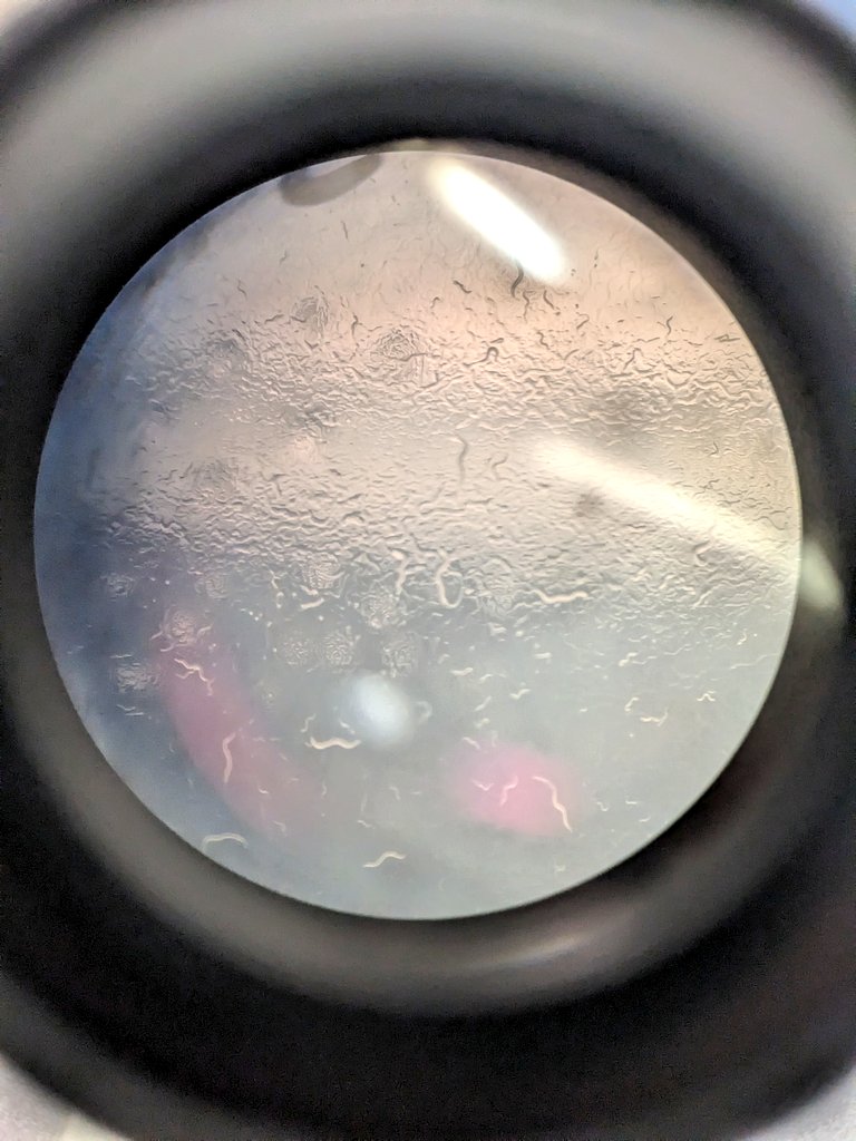 Sarah Gallah tweet media