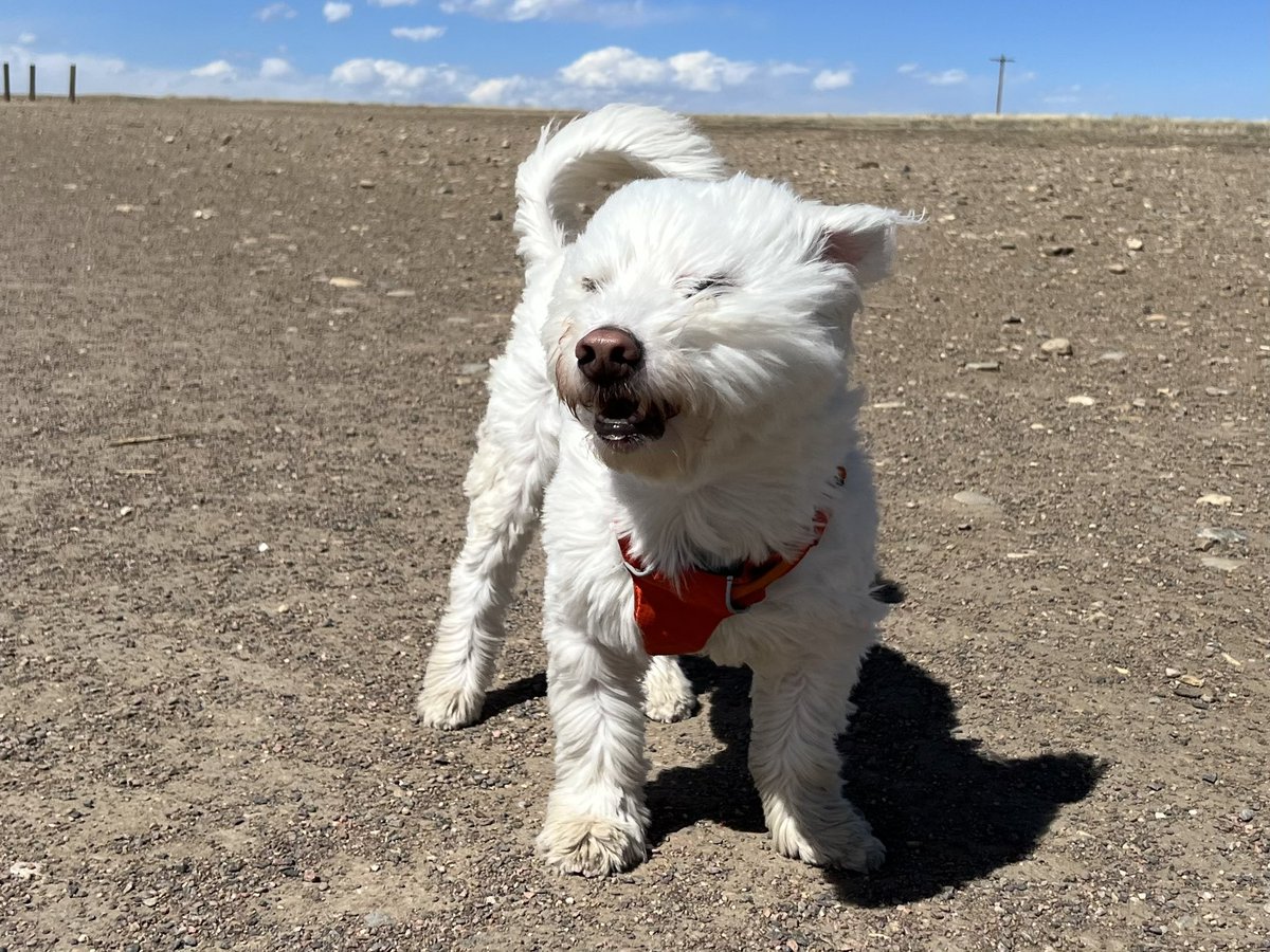 PerfectParker4's tweet photo. Free blowouts at the pawrk today! #denver #denverdogs #furrytumbleweed #dogsoftwitter #ThursdayThoughts https://t.co/TMtwvhhCKv