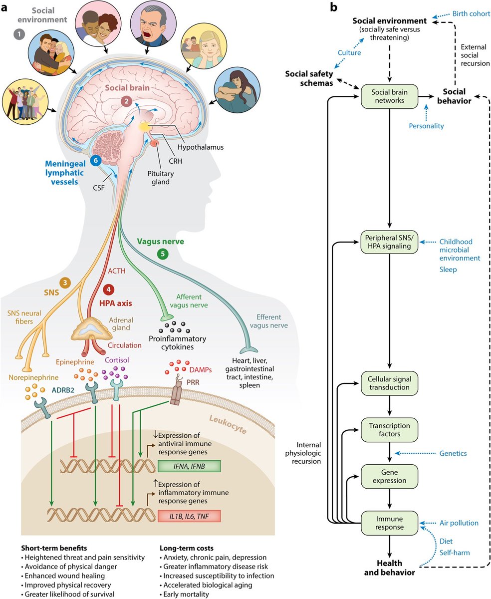 UCLAStressLab's tweet photo. Out now, Dr. Slavich &amp; team's opus on Social Safety Theory, covering everything from #HealthDisparities, #disease risk &amp; #wellbeing to how social safety &amp; threat are impacted by #sleep #genetics #culture #personality #pollution #diet &amp; more! Online now at

https://t.co/ueFt9pMkuR https://t.co/qnvzExfQx2