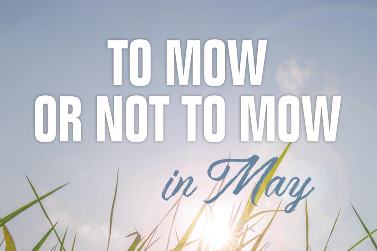 Guelph Turfgrass Institute (@guelphturf) on Twitter photo Read our recent article in the <a href="/green_for_life/">Landscape Ontario Horticultural Trades Association</a> magazine for suggestions on how to support native pollinators while maintaining your lawn as a functional green space. #GuelphTurf #NoMowMay
(we suggest to #MowInMay combined with #PlantingNativeFlowers)
horttrades.com/to-mow-or-not-… Read our recent article in the <a href="/green_for_life/">Landscape Ontario Horticultural Trades Association</a> magazine for suggestions on how to support native pollinators while maintaining your lawn as a functional green space. #GuelphTurf #NoMowMay
(we suggest to #MowInMay combined with #PlantingNativeFlowers)
horttrades.com/to-mow-or-not-…