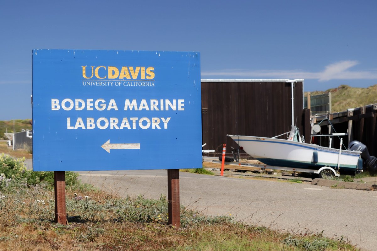 Come work with us in Bodega Bay! <a href="/ucdavis/">UC Davis</a> is looking for an Assistant #Dive and #Boating Safety Officer to assist with the development, coordination, implementation and analysis of campus-wide boating &amp; diving safety programs. 
Apply by 4/13: buff.ly/3m2f2Jz
#JobAlert