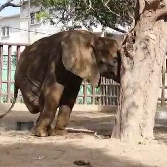 #AgonyofNoorJehan has continued for months without treatment? 

WHY has this helpless individual 
🐘 been left to suffer whilst politicians play politics with her life? 

<a href="/KmcPakistan/">Karachi Metropolitan Corporation</a> @DeptPMPakistan <a href="/PakPMO/">Prime Minister's Office</a> <a href="/AseefaBZ/">Aseefa B Zardari</a> <a href="/MaryamNSharif/">Maryam Nawaz Sharif</a> <a href="/ArifAlvi/">Dr. Arif Alvi</a>