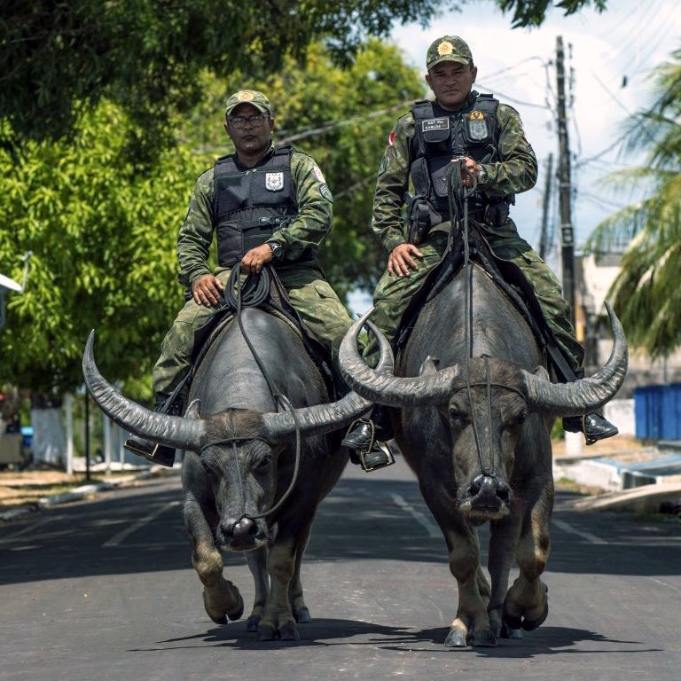 Buffalo Brasil