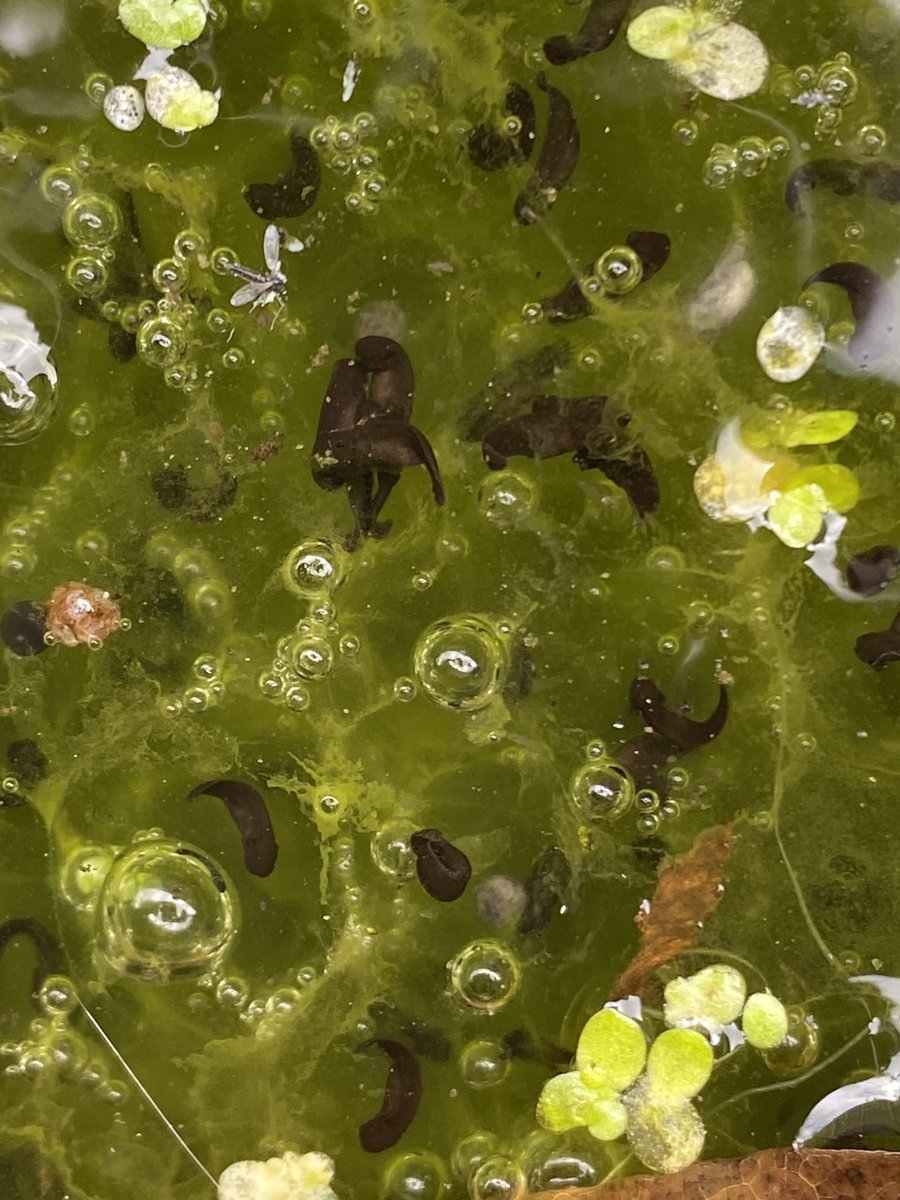 🐸 Frog spawn update - I now have tadpoles popping out by the hour! #Springwatch #tadpoles