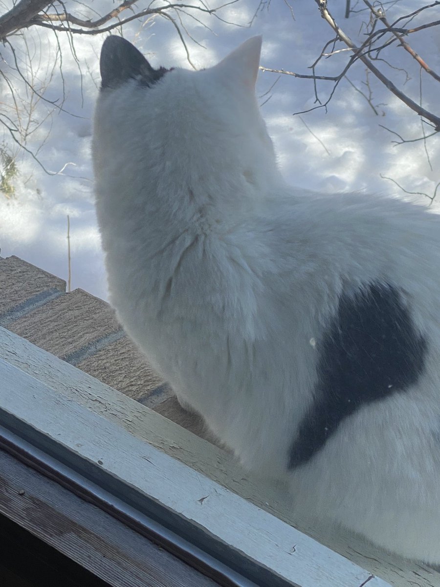 AlissaJayne's tweet photo. The third (or fourth?) Not My Cat has come to hang out on the window sill by my desk. https://t.co/UwSro4876C