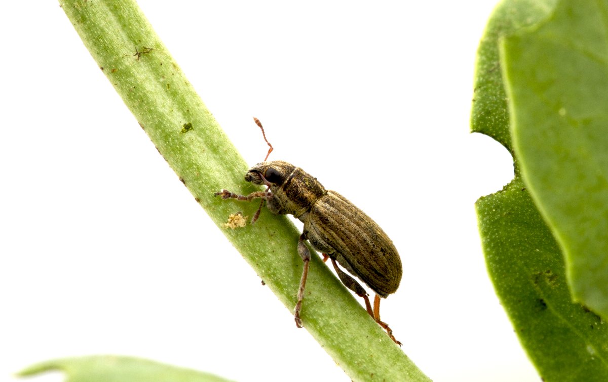 Hey AB pulse growers! Help me complete the pea leaf weevil survey in late May and early June by giving us permission to visit your pea fields. I have lots of spots left for the survey from Warner to Peace River and points in between. DM me for details! #helpme2helpyou