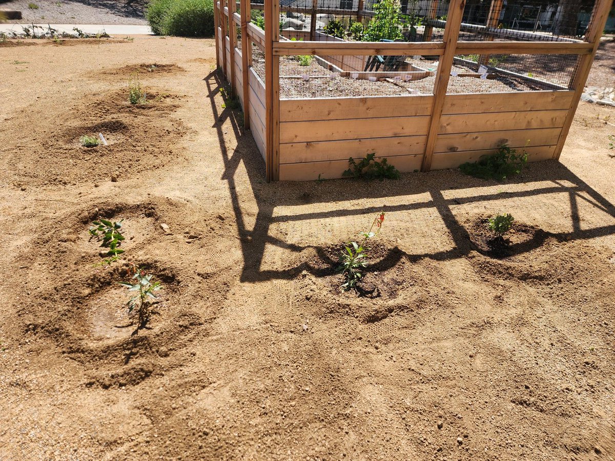Sustain_Center's tweet photo. It's growing! The #CSUFCampusGarden has clusters of #CANatives planted by our dedicated volunteers, and will be part of an ENST master's project on #pollinators. Please stop by and enjoy as they grow &amp; join us at the expansion groundbreaking ceremony Tues April 18, 12 noon. https://t.co/9glsbkmeup