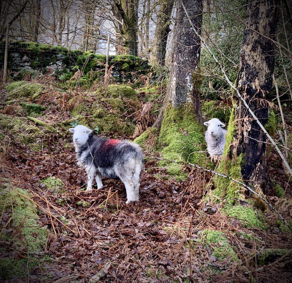 WoolsOfCumbria's tweet photo. Partners in crime. Looking rather pleased with themselves on the wrong side of the wall 🐑🐑 #escapeartists 
#lakedistrict #englishlakes #lakeland #nationalpark #southlakes #cumbria #kendal #cumbrialife #thelakes #lakedistrictuk #herdwick #herdwicksheep #herdwicks https://t.co/Y4aurXmlMI