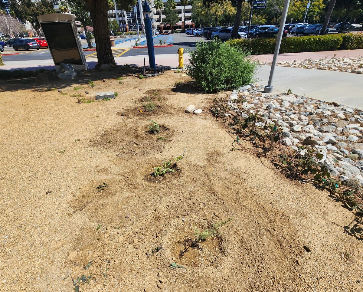 Sustain_Center's tweet photo. It's growing! The #CSUFCampusGarden has clusters of #CANatives planted by our dedicated volunteers, and will be part of an ENST master's project on #pollinators. Please stop by and enjoy as they grow &amp; join us at the expansion groundbreaking ceremony Tues April 18, 12 noon. https://t.co/9glsbkmeup