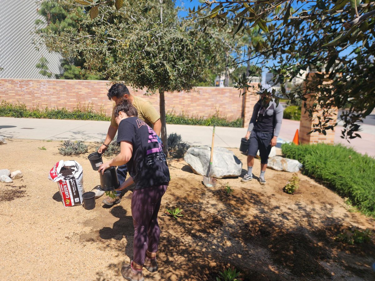 Sustain_Center's tweet photo. It's growing! The #CSUFCampusGarden has clusters of #CANatives planted by our dedicated volunteers, and will be part of an ENST master's project on #pollinators. Please stop by and enjoy as they grow &amp; join us at the expansion groundbreaking ceremony Tues April 18, 12 noon. https://t.co/9glsbkmeup