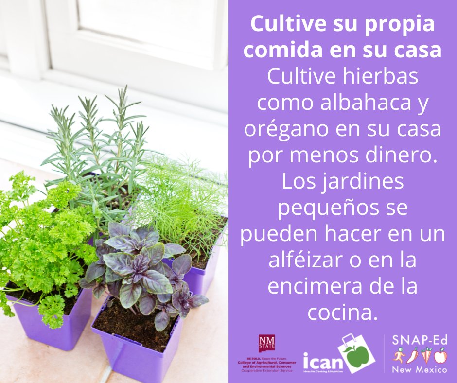 Cultive su propia comida en su casa. Cultive hierbas como albahaca y orégano en su casa por menos dinero. Los jardines pequeños se pueden hacer en un alféizar o en la encimera de la cocina. #NMSUICAN #MyPlate