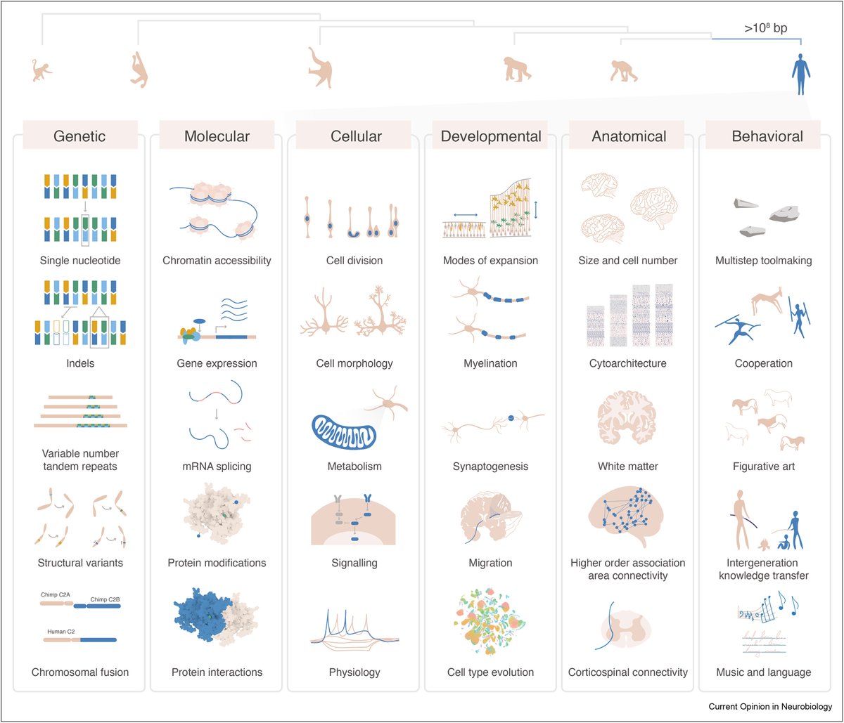 brainevodevo's tweet image. Perspective outlining multiple entry points for studying the molecular basis of human brain evolution with @TylerFair_ sciencedirect.com/science/articl…