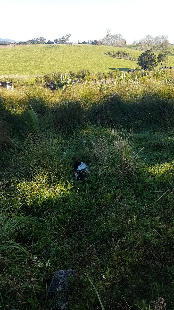 This fulla found a cosy little hiding spot amongst the natives in a fenced off area.