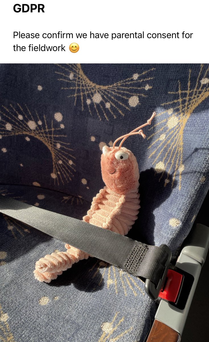 Señor Gambas (@senorgambas) on Twitter photo Imagine my surprise when half way through period one I get this email…
#SeñorGambas was stolen by <a href="/flissmc/">Fliss Kitching 🌎🛶🐾</a> and taken to Southwold 🌊 Imagine my surprise when half way through period one I get this email…
#SeñorGambas was stolen by <a href="/flissmc/">Fliss Kitching 🌎🛶🐾</a> and taken to Southwold 🌊